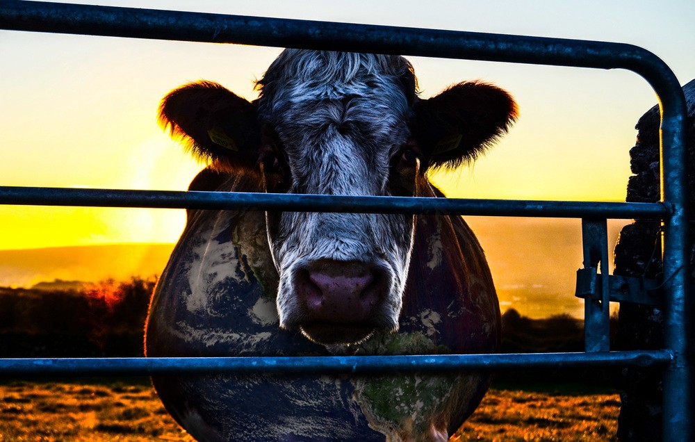 Âm mưu về bò sữa: Bí mật của sự bền vững Cowspiracy: The Sustainability Secret