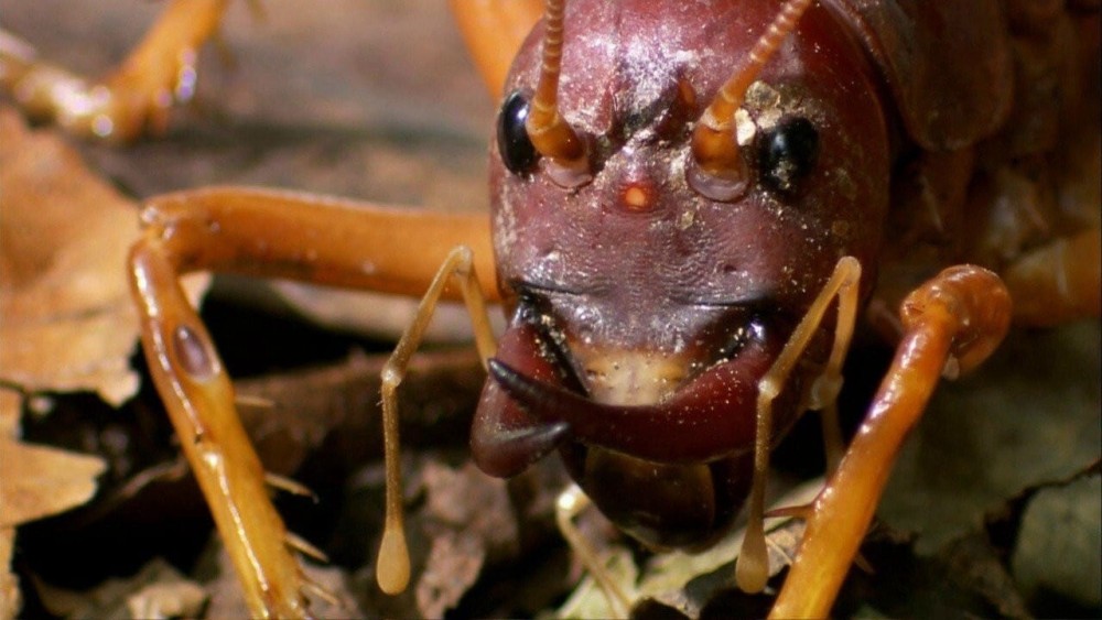 Thế Giới Côn Trùng Khổng Lồ và Nguy Hiểm - The World's Biggest and Baddest Bugs